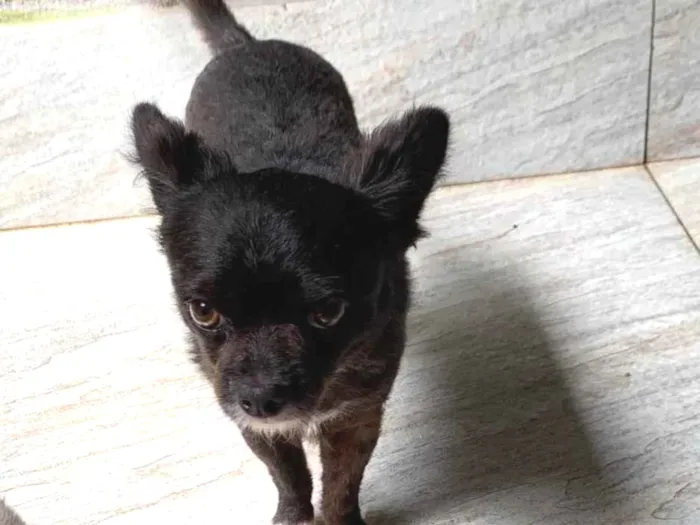 Cachorro ra a Chiuaua idade 4 anos nome Bilu e teteia 