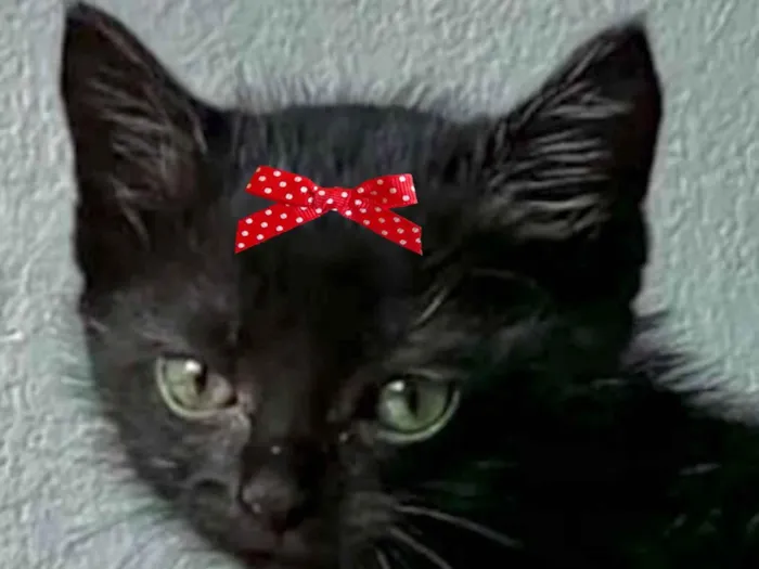 Gato ra a Mestica  idade 2 a 6 meses nome Pietra 