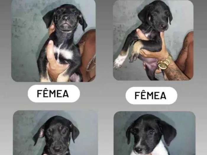 Cachorro ra a SRD-ViraLata idade 2 a 6 meses nome Sem nome