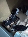 Miudinha frajola Pantero duke e tom