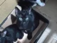 Miudinha frajola Pantero duke e tom