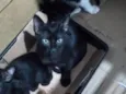 Miudinha frajola Pantero duke e tom