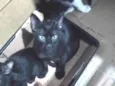 Miudinha frajola Pantero duke e tom