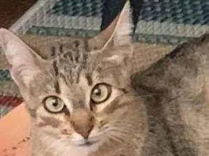 Gato raça SRD-ViraLata idade 2 anos nome ZOEH