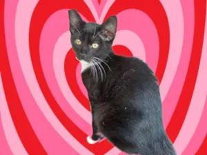 Gato raça SRD-ViraLata idade  nome Chokito 7meses lindo 