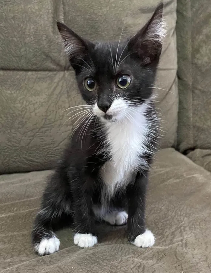 Gato ra a SRD-ViraLata idade 2 a 6 meses nome JOÃO