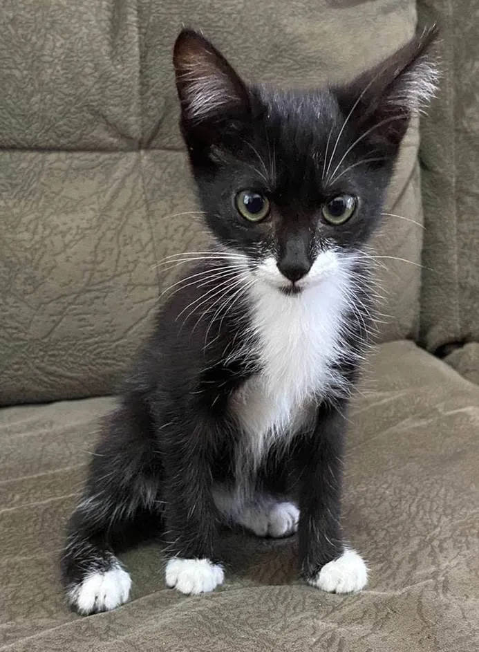 Gato ra a SRD-ViraLata idade 2 a 6 meses nome JOÃO
