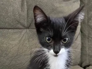 Gato raça SRD-ViraLata idade 2 a 6 meses nome JOÃO