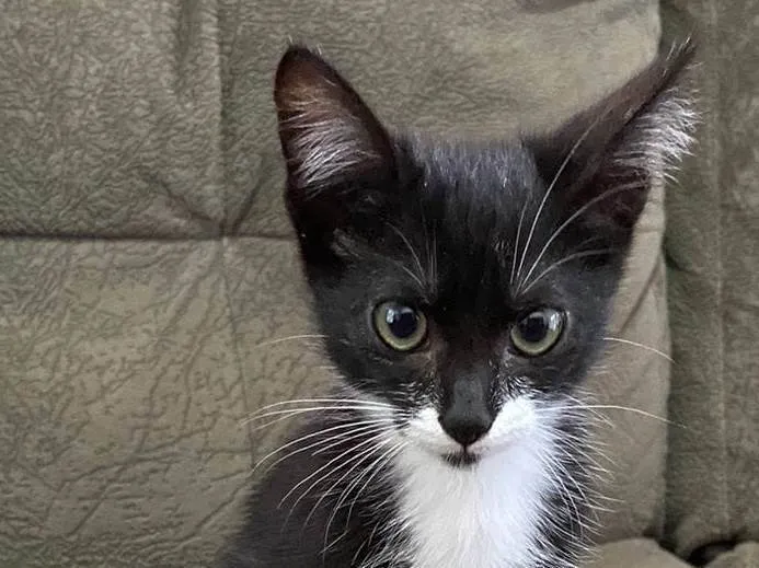 Gato ra a SRD-ViraLata idade 2 a 6 meses nome JOÃO