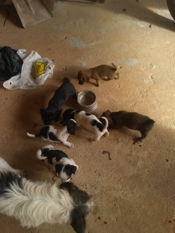 Cachorro raça Pinscher com vira lata idade Abaixo de 2 meses nome Recém nascido 