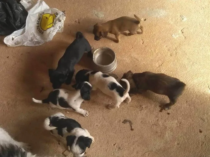 Cachorro raça Pinscher com vira lata idade Abaixo de 2 meses nome Recém nascido 