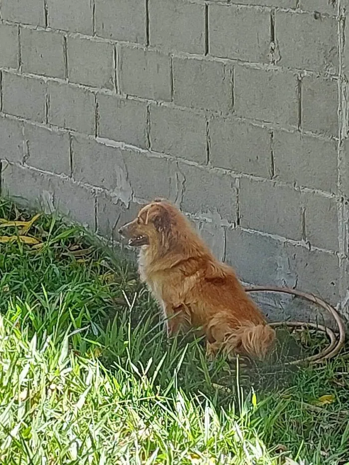 Cachorro raça SRD-ViraLata idade 4 anos nome Sem nome