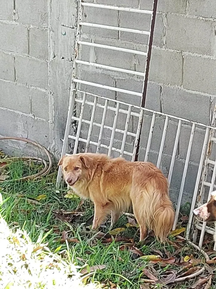 Cachorro raça SRD-ViraLata idade 4 anos nome Sem nome