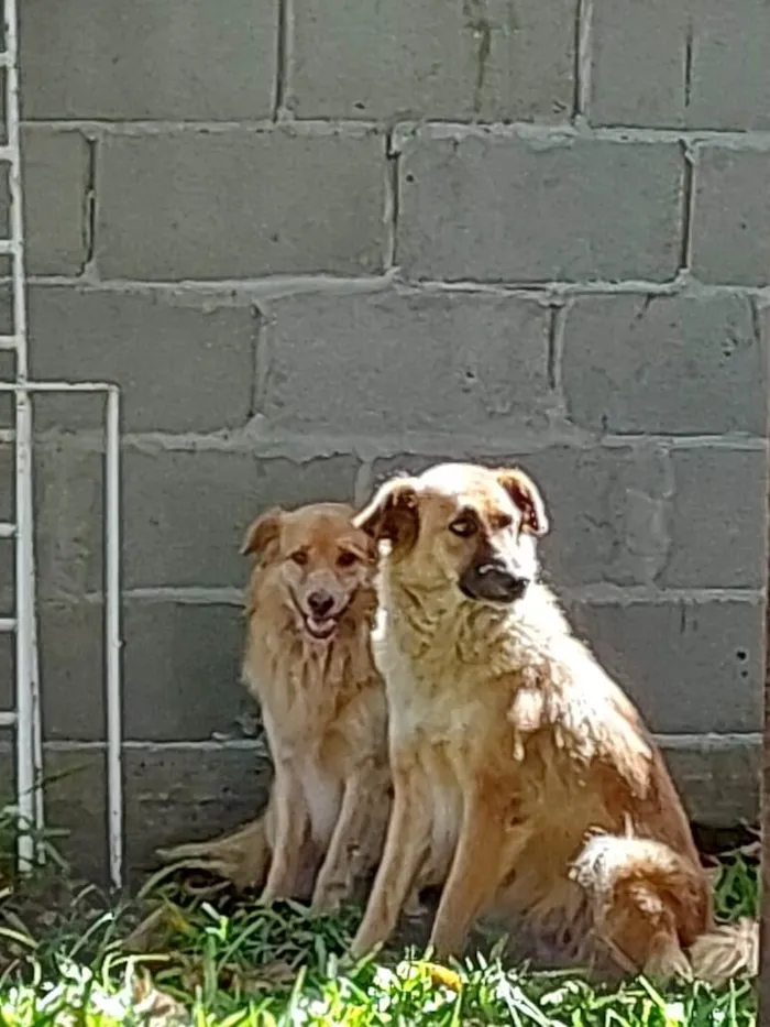 Cachorro raça SRD-ViraLata idade 4 anos nome Sem nome