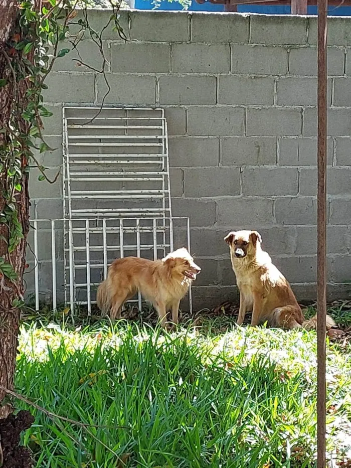 Cachorro raça SRD-ViraLata idade 4 anos nome Sem nome