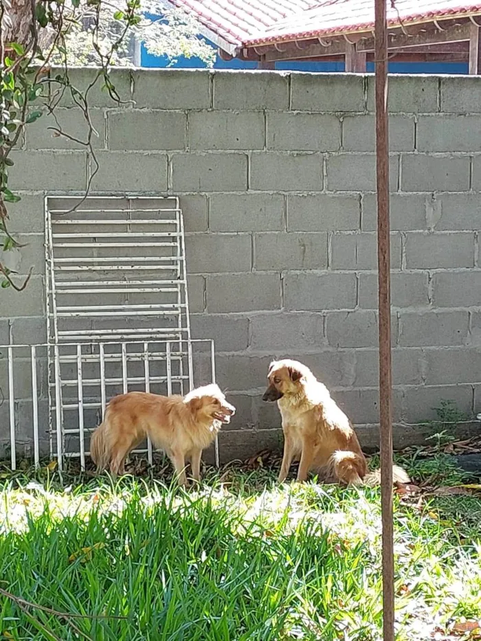 Cachorro raça SRD-ViraLata idade 4 anos nome Sem nome