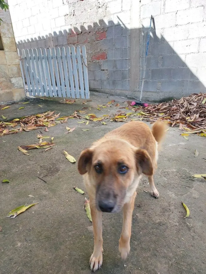 Cachorro raça SRD-ViraLata idade 4 anos nome Sem nome