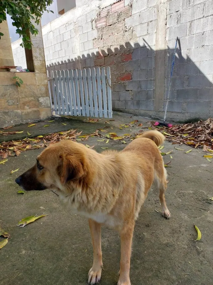 Cachorro raça SRD-ViraLata idade 4 anos nome Sem nome