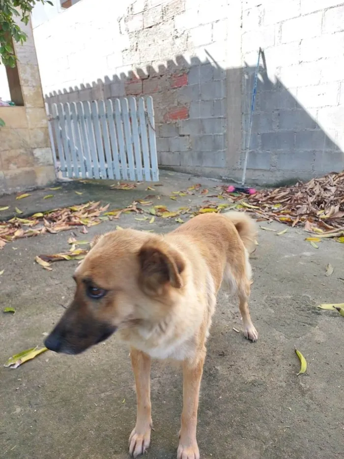 Cachorro raça SRD-ViraLata idade 4 anos nome Sem nome