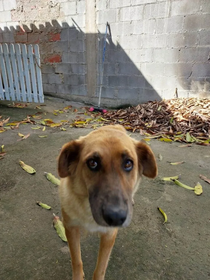 Cachorro raça SRD-ViraLata idade 4 anos nome Sem nome