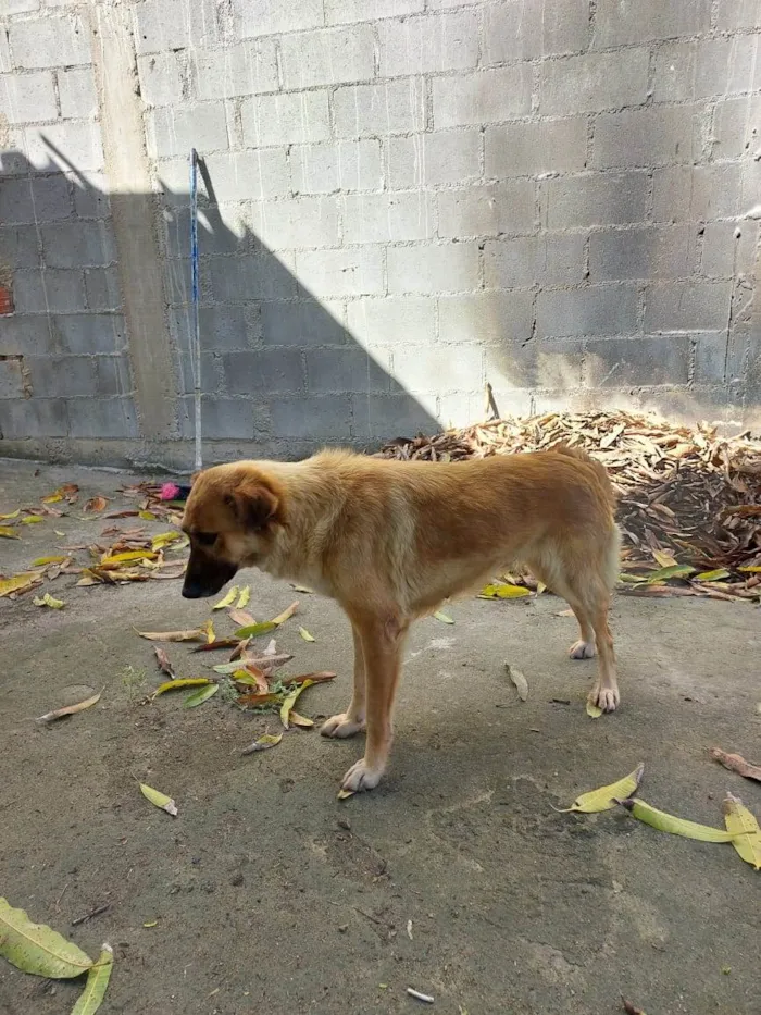 Cachorro raça SRD-ViraLata idade 4 anos nome Sem nome