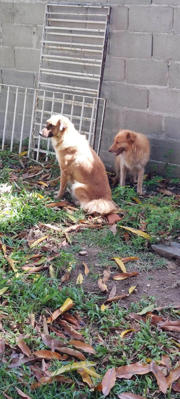 Cachorro raça SRD-ViraLata idade 4 anos nome Sem nome