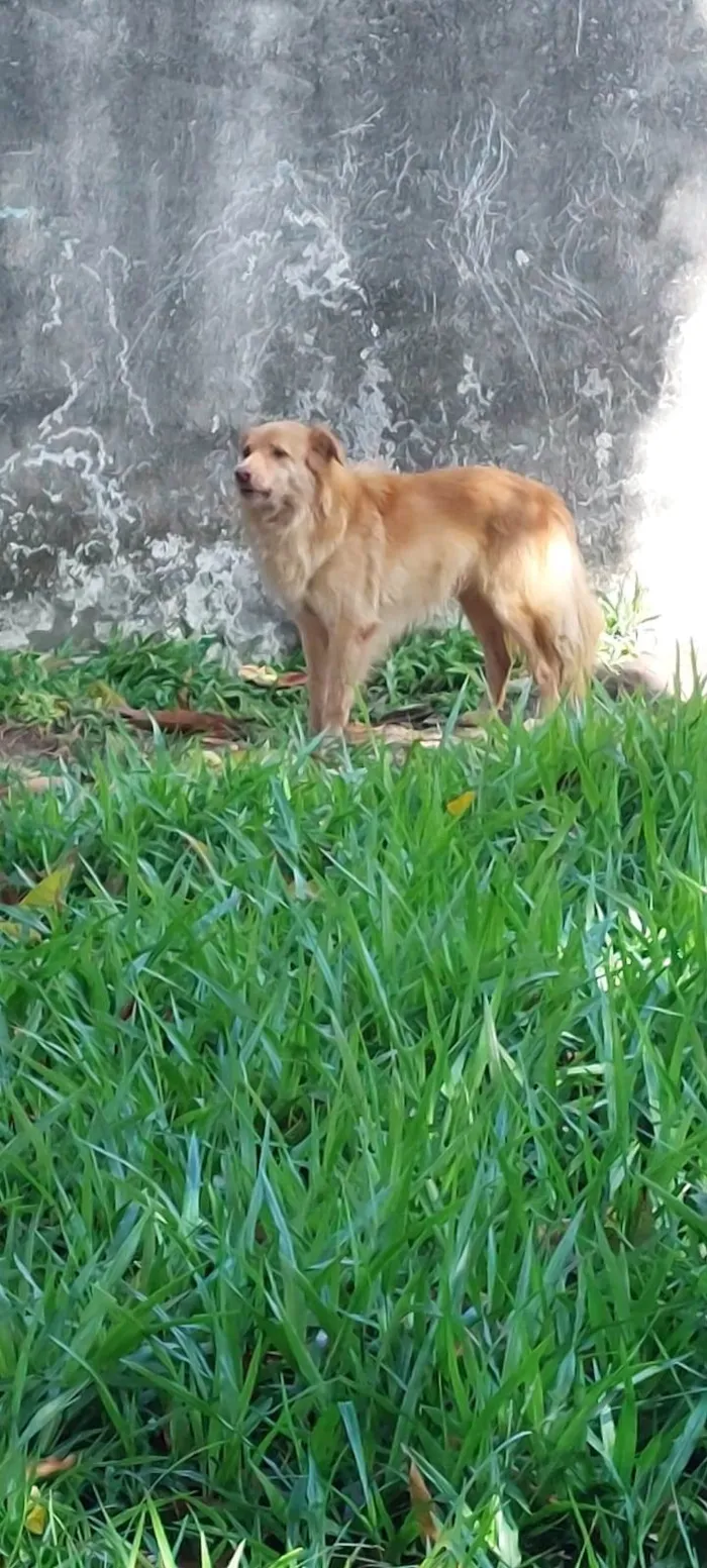 Cachorro raça SRD-ViraLata idade 4 anos nome Sem nome