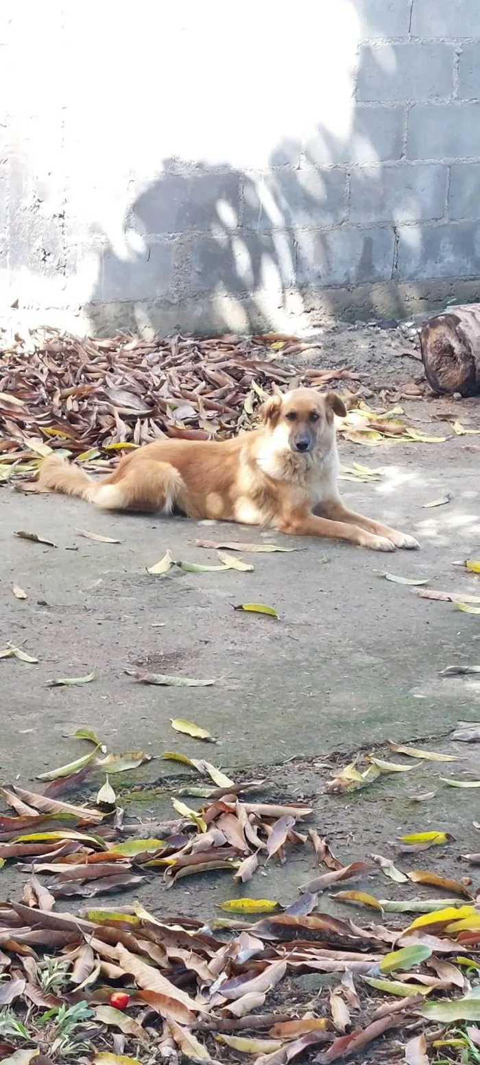 Cachorro raça SRD-ViraLata idade 4 anos nome Sem nome