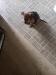 Não tem