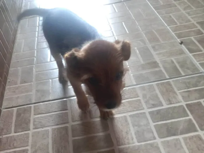 Cachorro raça SRD-ViraLata idade 2 a 6 meses nome Não tem