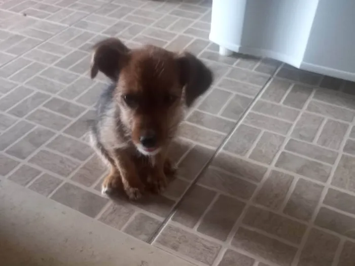 Cachorro raça SRD-ViraLata idade 2 a 6 meses nome Não tem