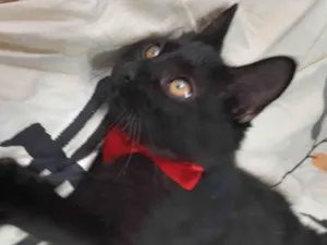 Gato raça SEM RAÇA DEFINIDA.  idade 2 a 6 meses nome Bebezinho.