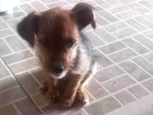Cachorro raça SRD-ViraLata idade 2 a 6 meses nome Não tem