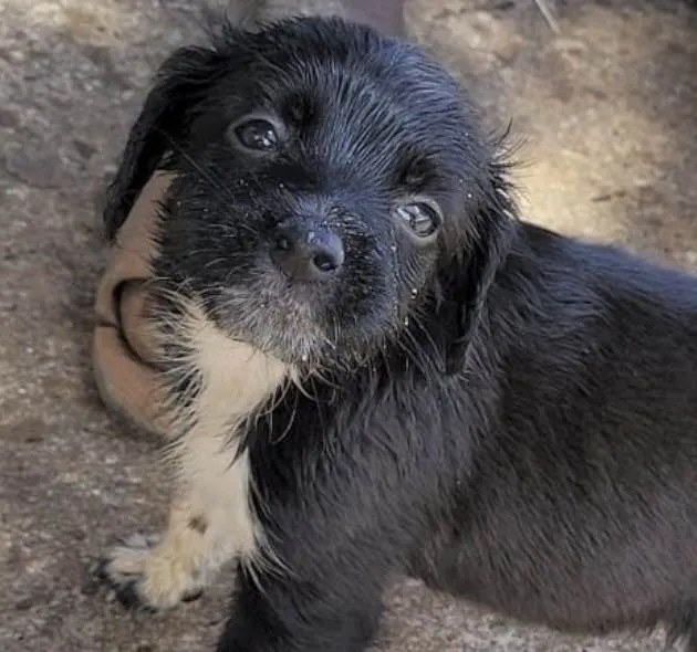 Cachorro ra a Mestico  idade 2 a 6 meses nome Billy 