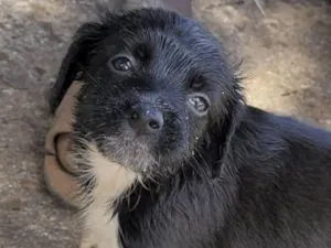 Cachorro raça Mestico  idade 2 a 6 meses nome Billy 