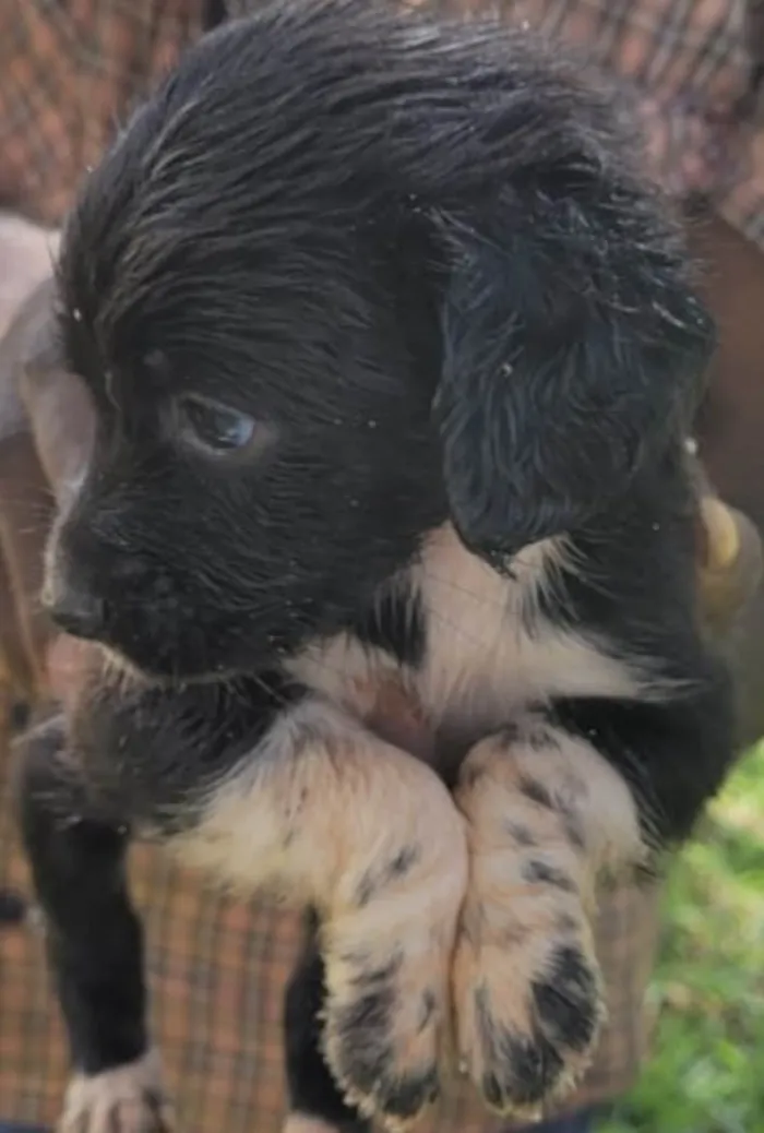 Cachorro ra a Mestico  idade 2 a 6 meses nome Billy 