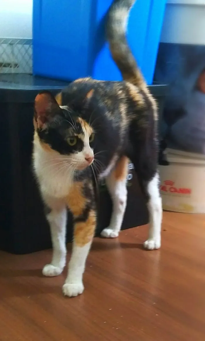 Gato ra a srd idade 1 ano nome Beatriz