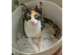 Gato raça srd idade 1 ano nome Beatriz