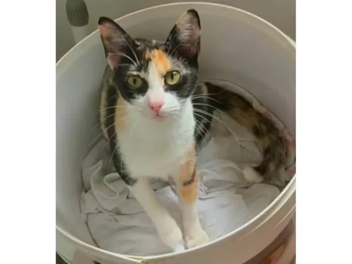 Gato ra a srd idade 1 ano nome Beatriz