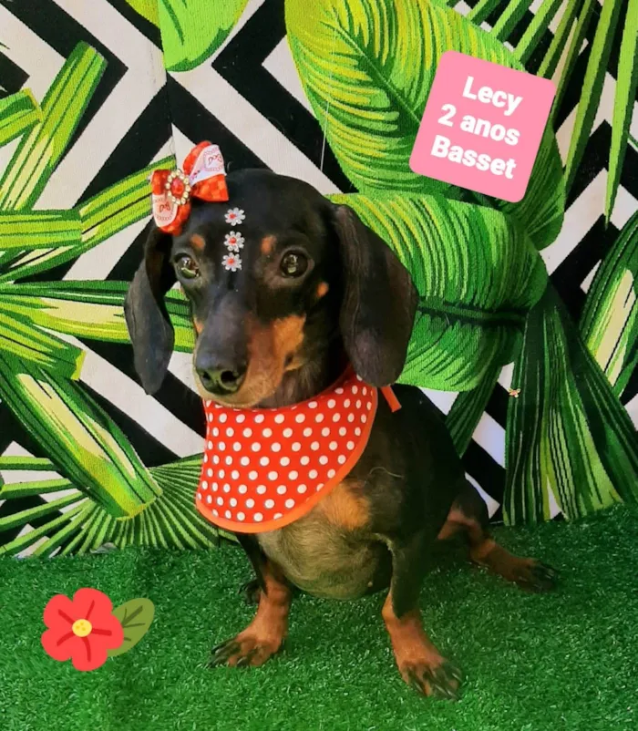 Cachorro raça Basset idade 2 anos nome Lecy 