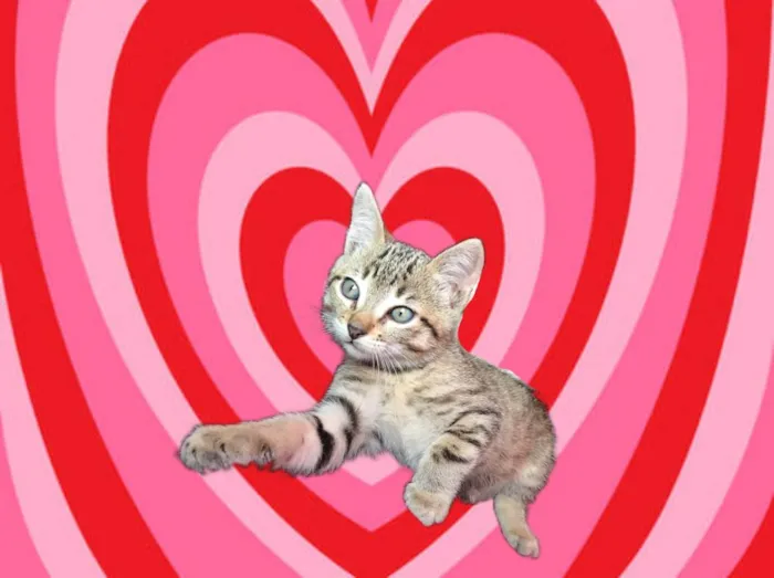 Gato raça SRD-ViraLata idade 2 a 6 meses nome Chilli bb2meses lindoooo