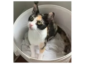 Gato raça srd idade 1 ano nome Beatriz