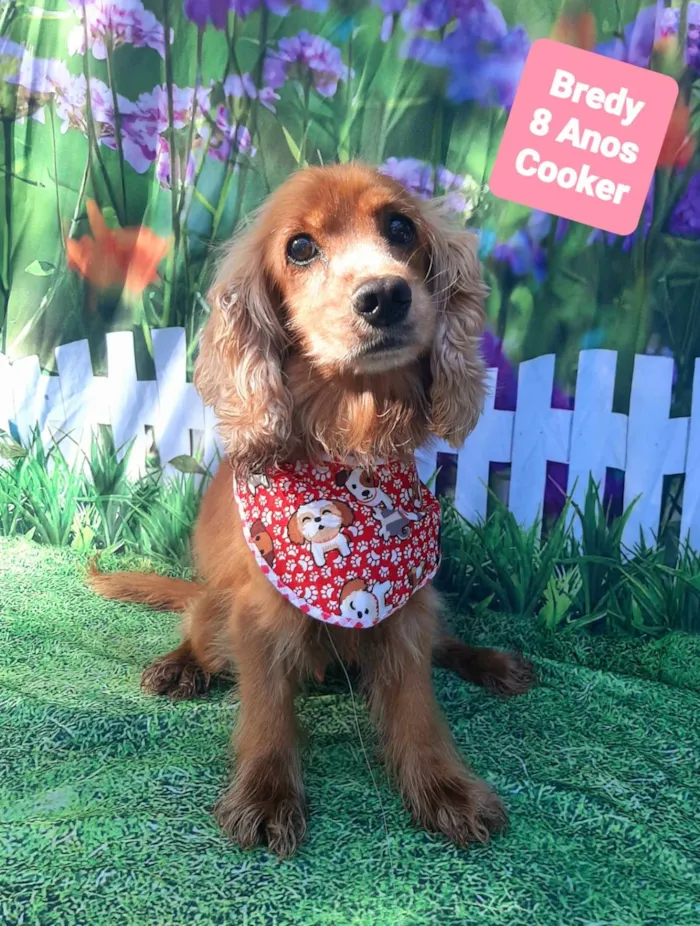 Cachorro raça Cocker idade 6 ou mais anos nome Bredy 