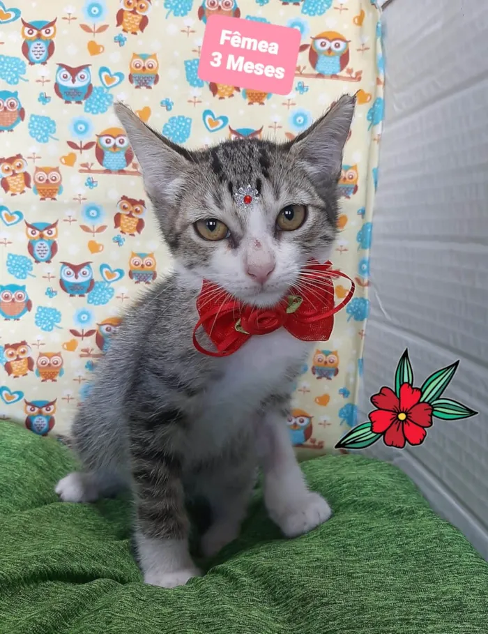 Gato raça SRD-ViraLata idade 2 a 6 meses nome Kika