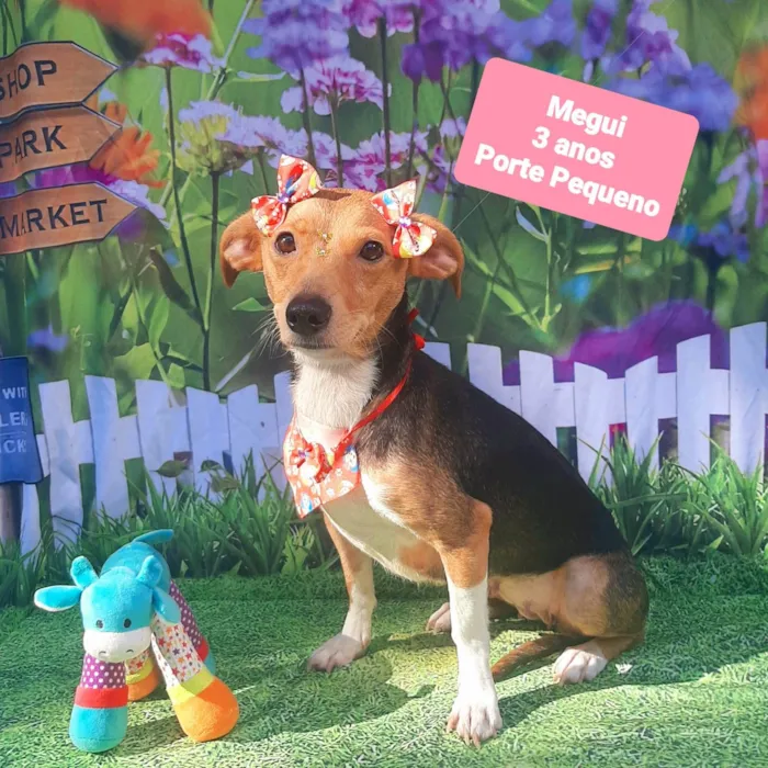 Cachorro raça SRD-ViraLata idade 3 anos nome Megui 