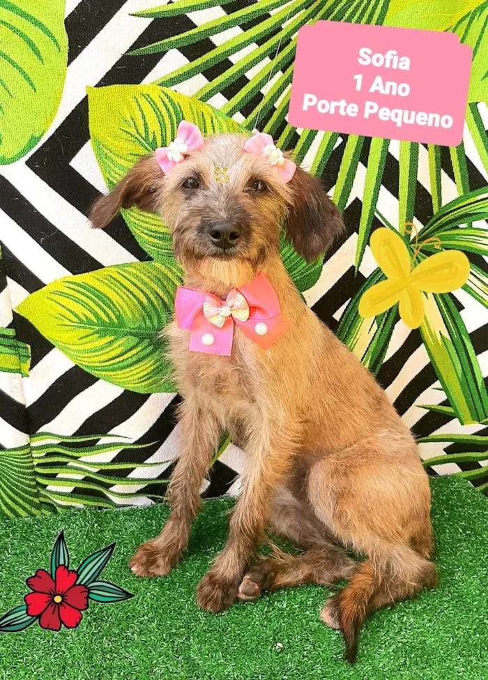 Cachorro raça SRD-ViraLata idade 1 ano nome Sofia