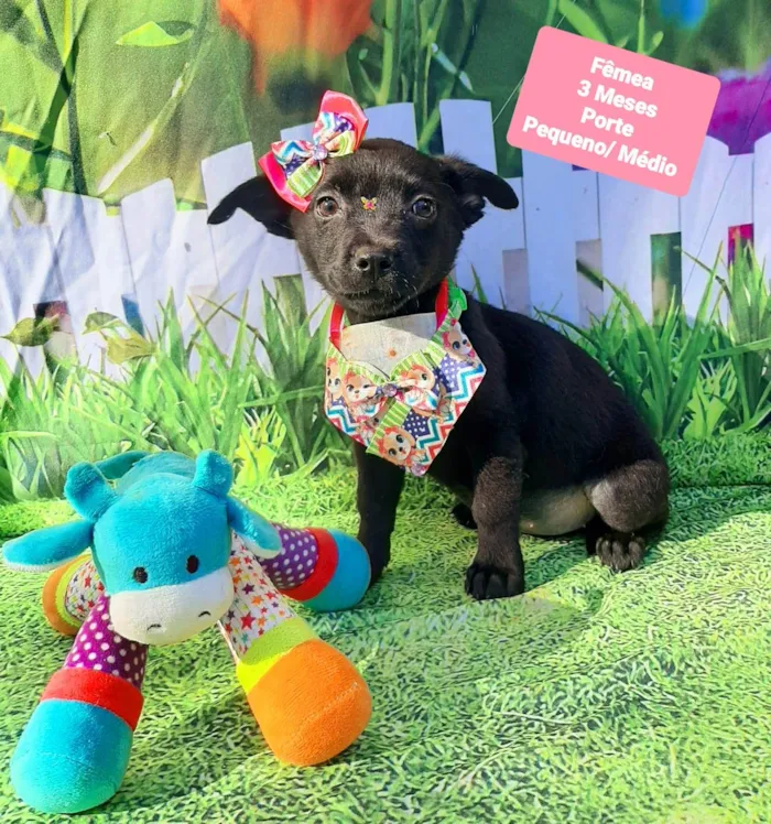 Cachorro raça SRD-ViraLata idade 2 a 6 meses nome Belinha 