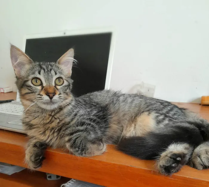 Gato ra a srd idade 2 a 6 meses nome Bless & Miklos