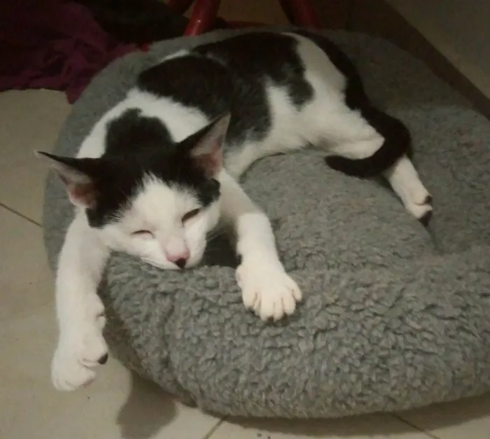 Gato ra a srd idade 2 a 6 meses nome Bless & Miklos