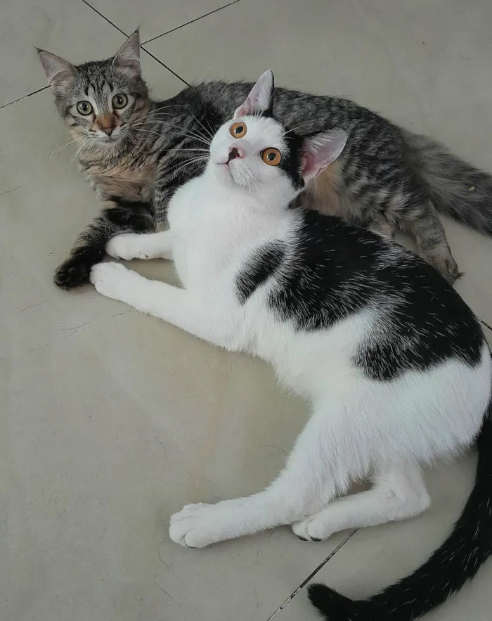 Gato ra a srd idade 2 a 6 meses nome Bless & Miklos